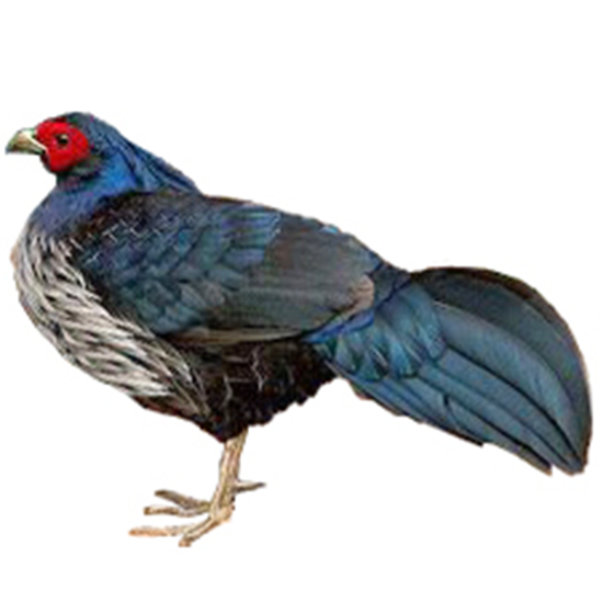 Black-backed Kalij